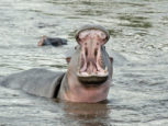 hipopotamo-en-Tanzania
