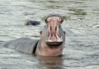 hipopotamo-en-Tanzania