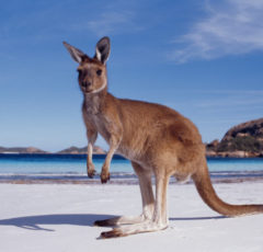 canguro-australia