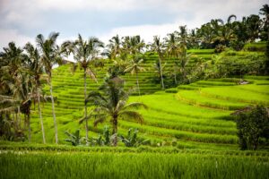 Bali. Terrazas de arroz